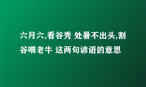 六月六,看谷秀 处暑不出头,割谷喂老牛 这两句谚语的意思