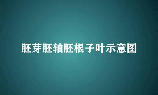 胚芽胚轴胚根子叶示意图