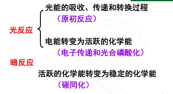 原初反应名词解释