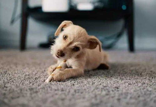 兽医简稚澄因给狗狗安乐死被网暴，随后自己注射了针剂，对此你怎么看？