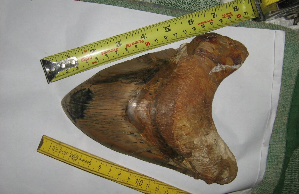 巨齿鲨的天敌是谁