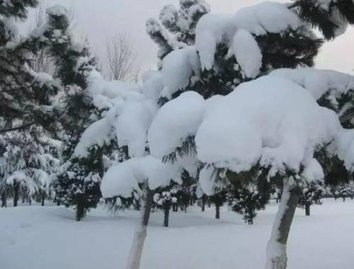 大雪压青松，青松挺且直.要知松高洁，待到雪化时.什么意思
