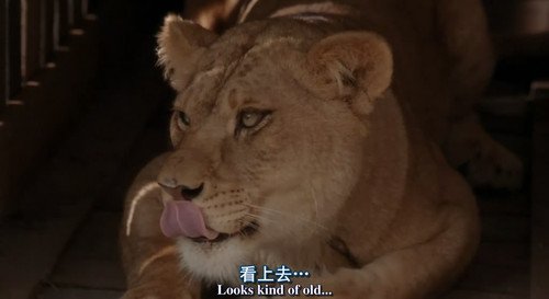 二手雄狮的剧情简介