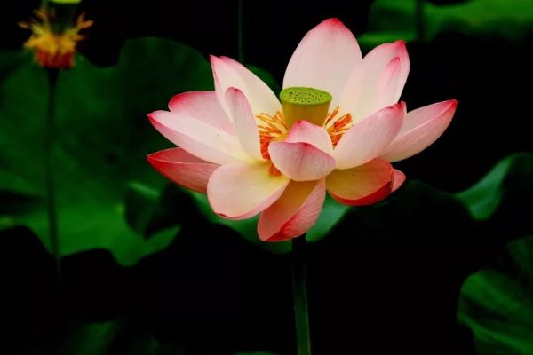 耳听为虚，眼见为实，这句话是出自谁的？