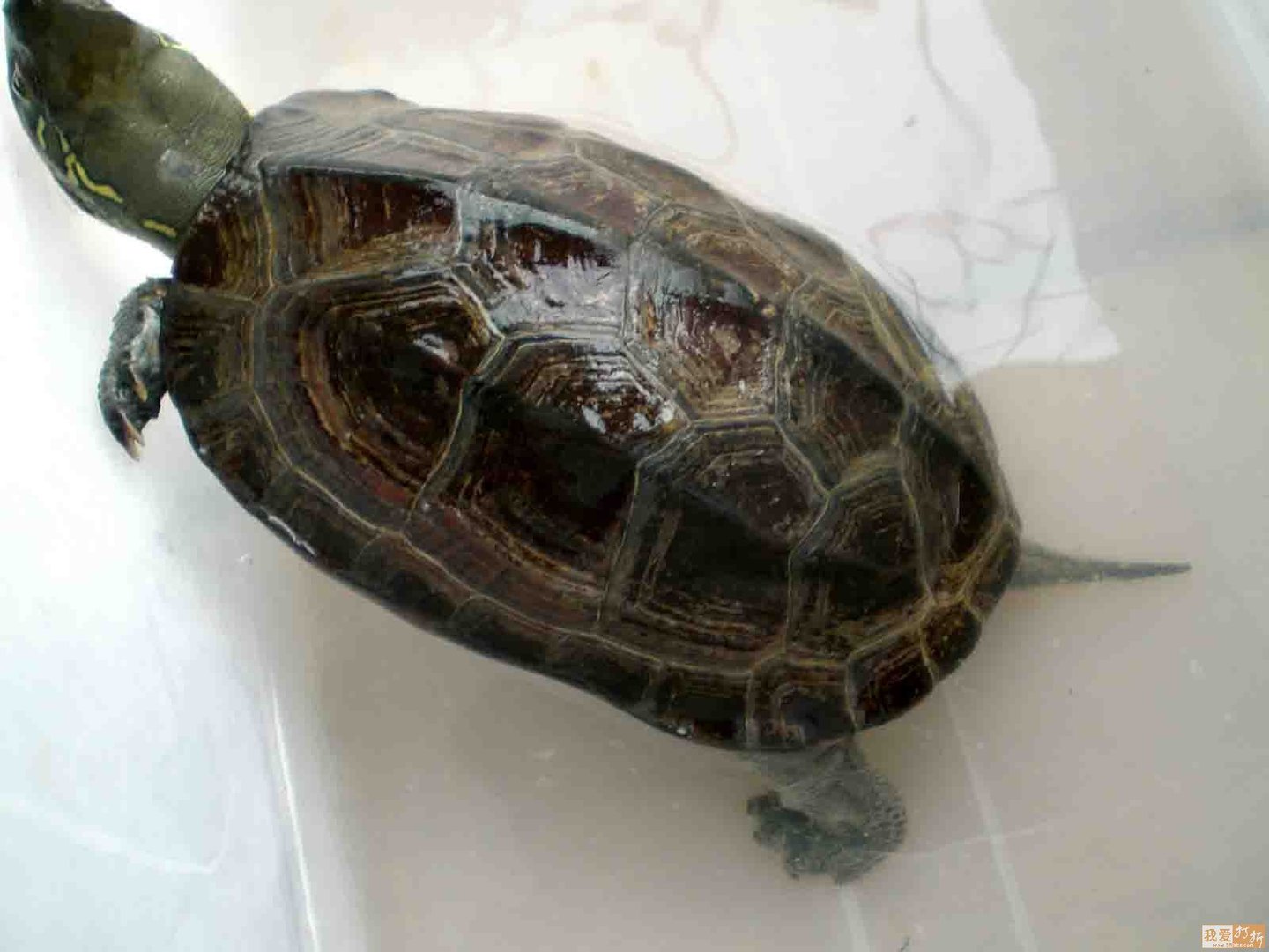 石板龟的别名