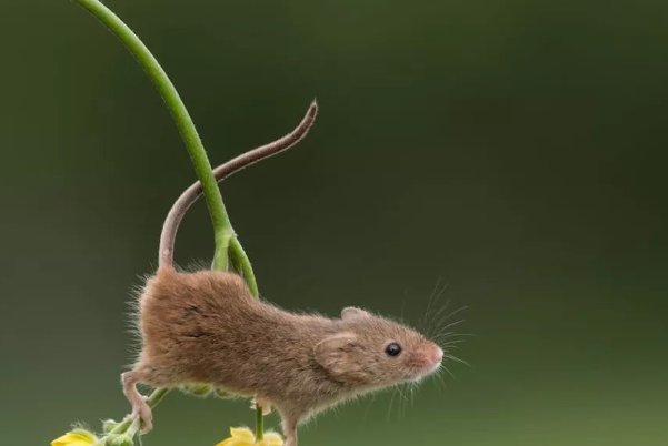 在劫难逃指什么生肖