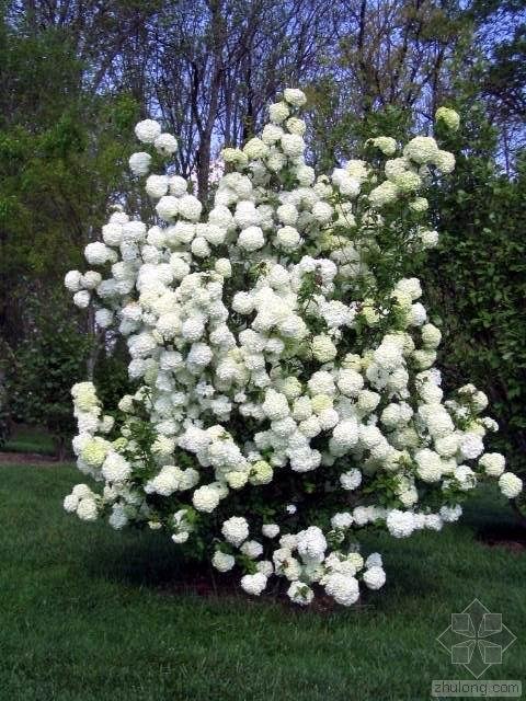 麻叶绣球的栽培技巧