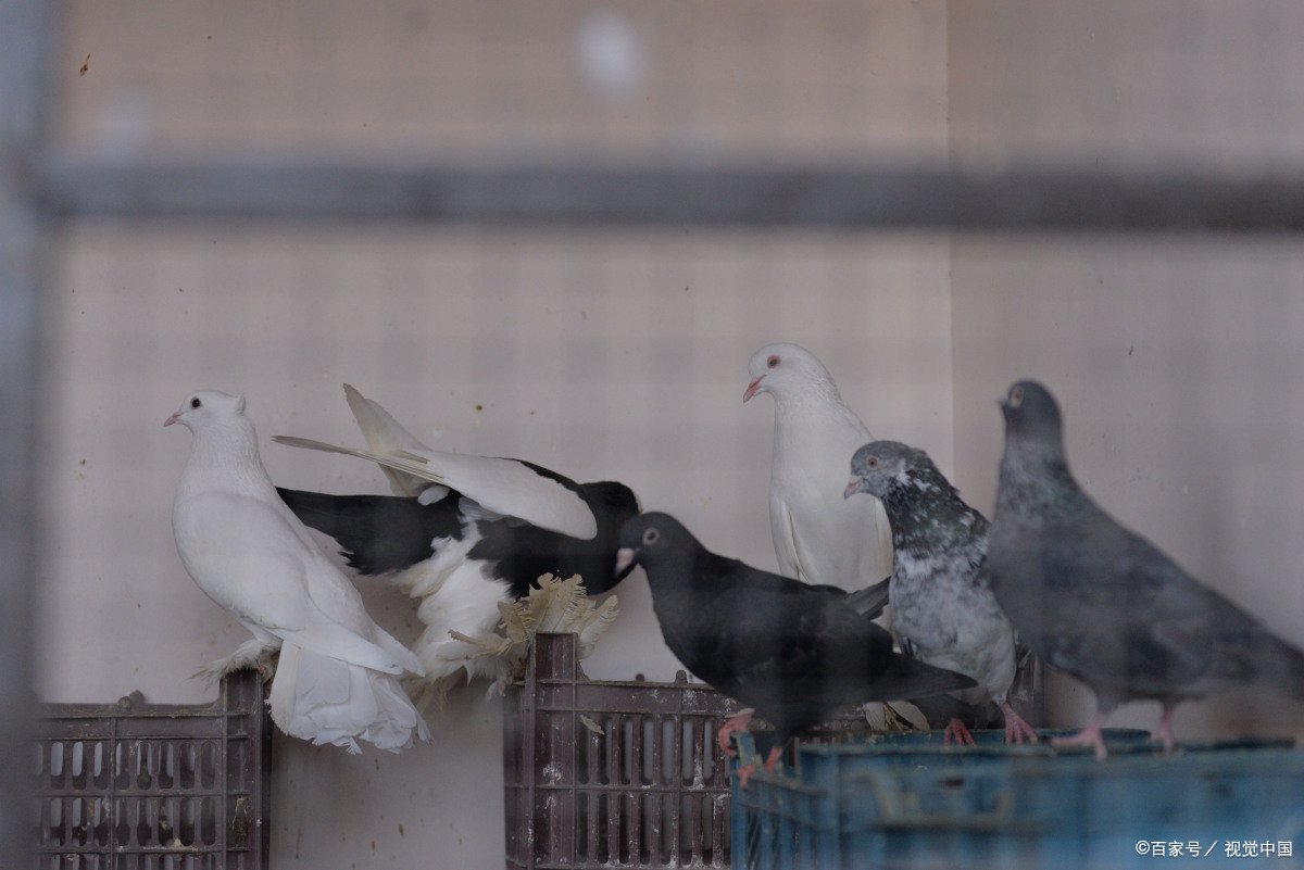 放鸽子是什么意思