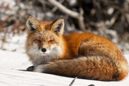 皮毛怎么造句？