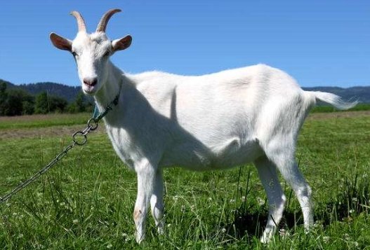 做什么事都不着急，凡事胸有成竹的生肖，都是哪些生肖？