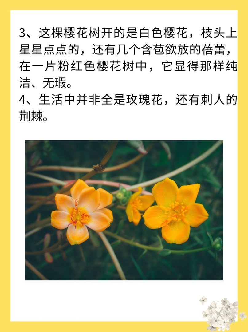 花与生活的唯美句子