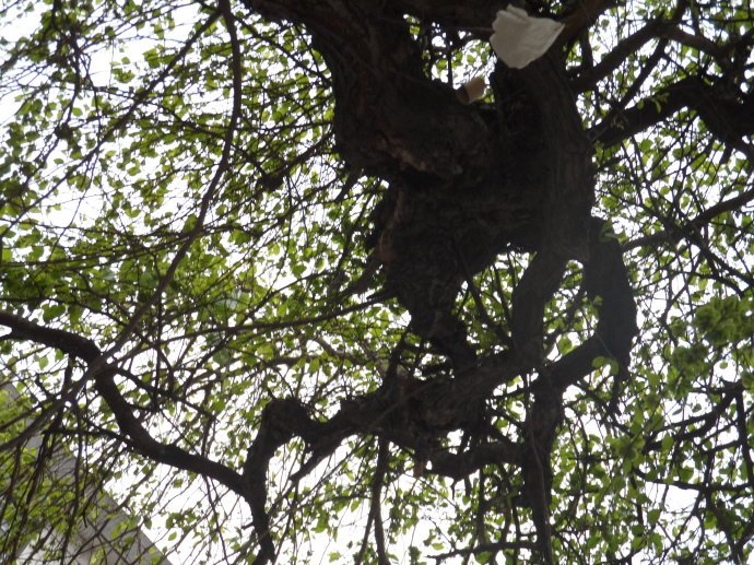 黑榆的主要变种