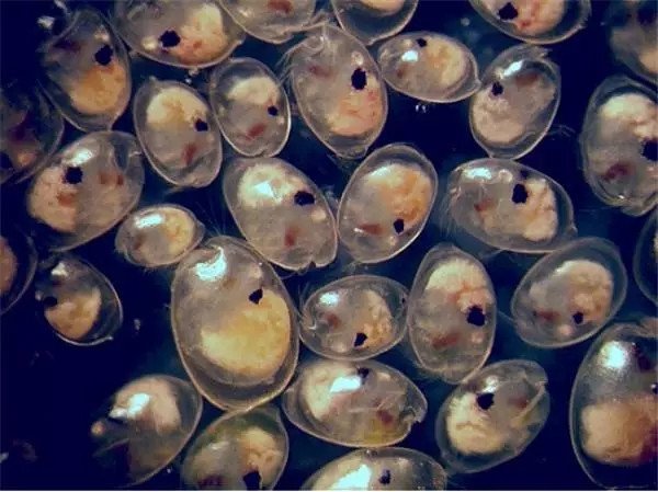 喷火鱼是怎么喷火的？