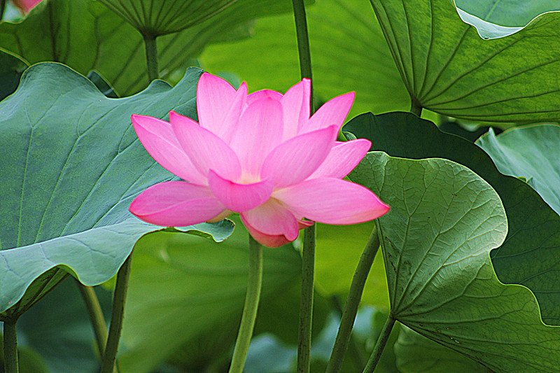 一年中的十二个月每个月都开什么花？