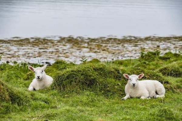 四月六眉挂柳湾,十七山色四五打一生肖