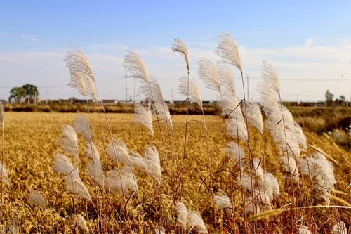 秋风吹不尽,总是玉关情什么意思
