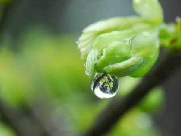 冰雪融化桃花开是什么节气