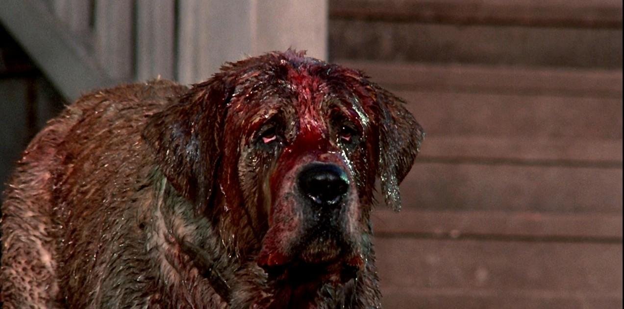 嗜血狂犬的剧情简介