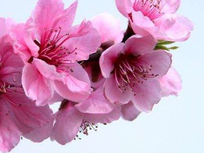 带桃字有韵味的网名有哪些？