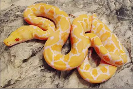 十大最罕见的蛇