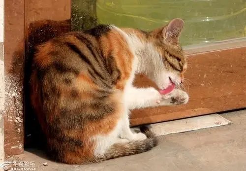 猫咪每次吃完饭以后都会用爪子“洗脸”，它这么爱干净吗？为什么？