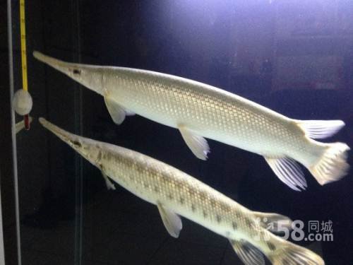 尖嘴鳄的形态特征