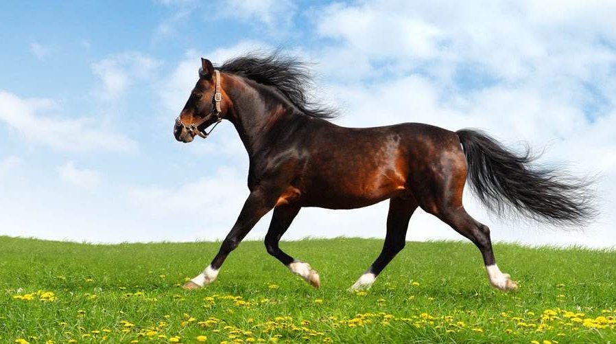 做什么事都不着急，凡事胸有成竹的生肖，都是哪些生肖？