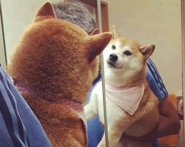 在镜子里看我是怎么c哭你