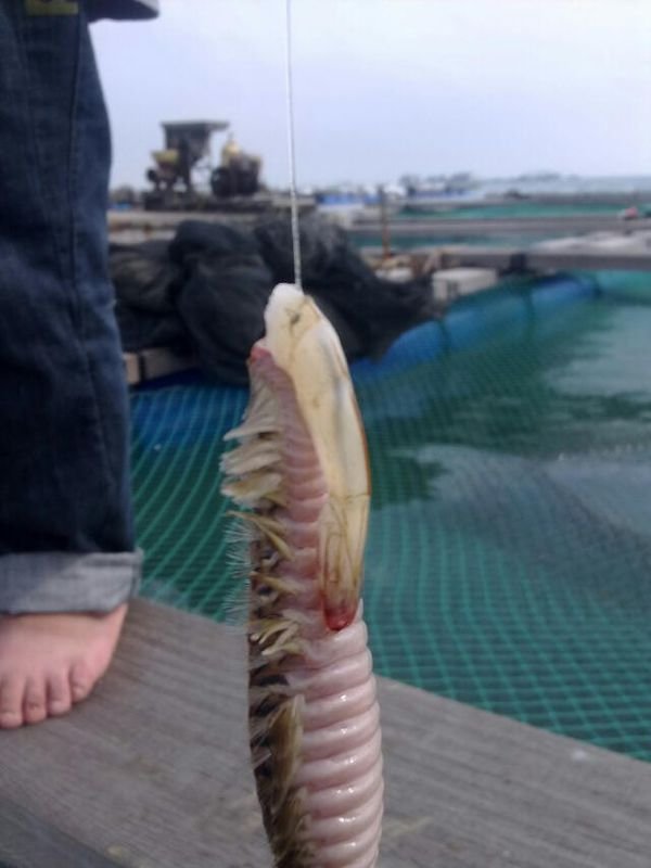 谁知道这是什么虫子，海里面钓到的！