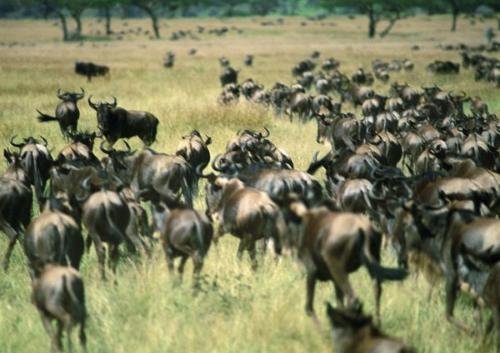 群居的基本概念