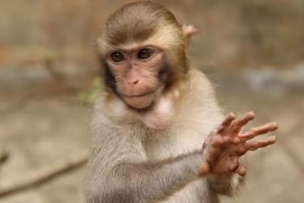 绿荷生出白莲花是生肖猴吗