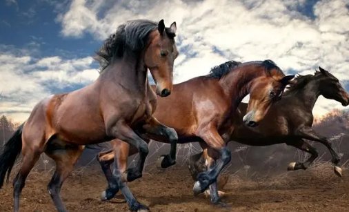 保家卫国冲锋陷阵的生肖