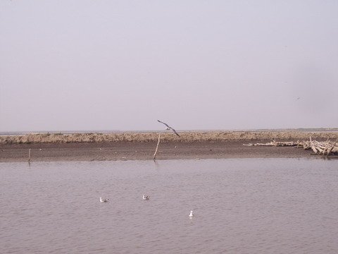 黑夜海鸟的人际关系
