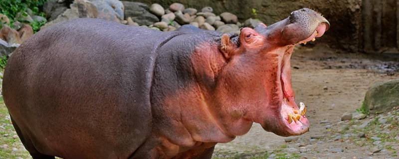 河马的天敌是什么动物