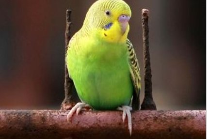 虎皮鹦鹉怕冷吗？