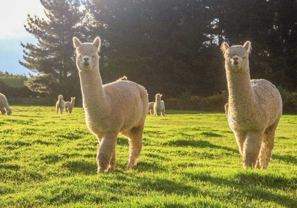 羊驼别称有哪些呢？