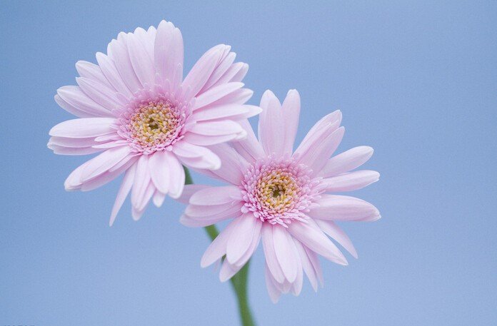 一年中的十二个月每个月都开什么花？