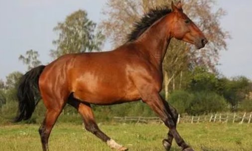 保家卫国冲锋陷阵的生肖