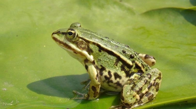 关于青蛙的知识