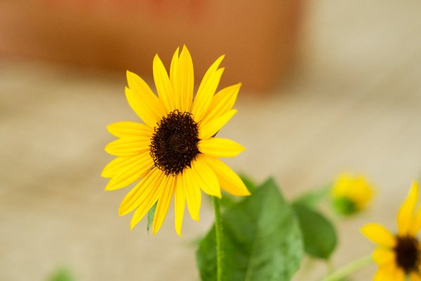 向日葵种子传播方式有哪些