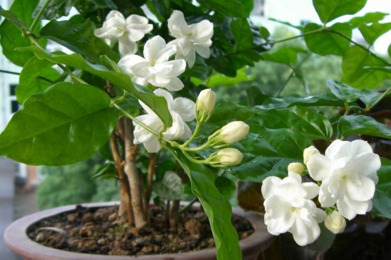 茉莉花香怎么形容