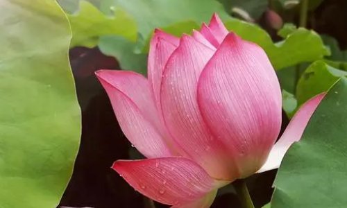 2023年仲夏是几月几号