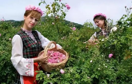 玫瑰之国是哪个国家