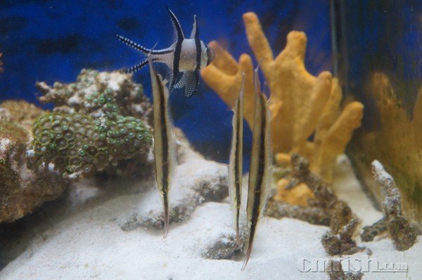 刀片鱼的饲养注意事项