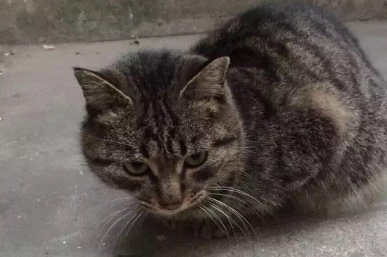 猫被遗弃猫自己知道么