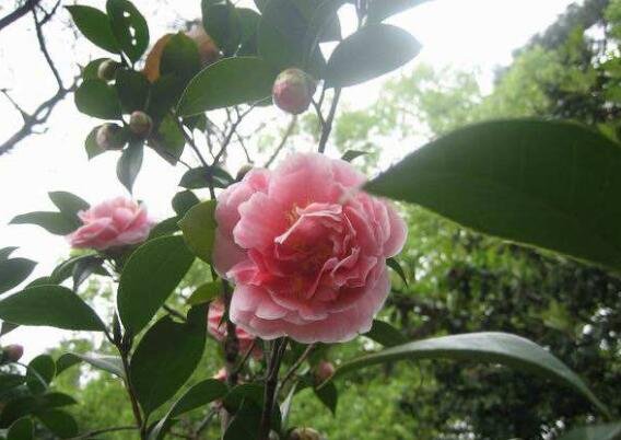 茶花为什么不能养在家里?