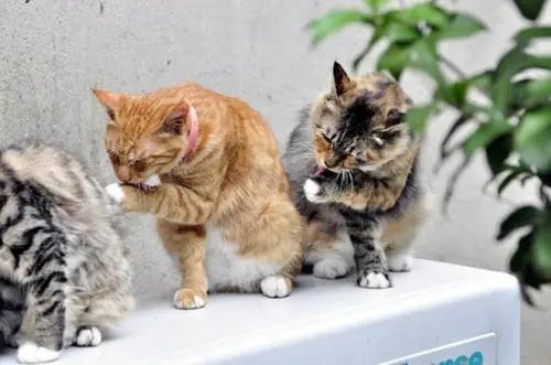 猫咪每次吃完饭以后都会用爪子“洗脸”，它这么爱干净吗？为什么？
