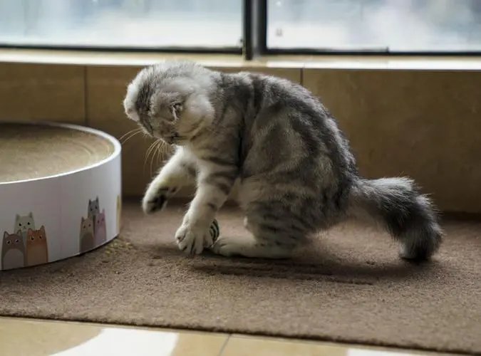 猫咪每次吃完饭以后都会用爪子“洗脸”，它这么爱干净吗？为什么？