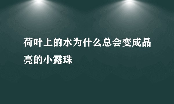 荷叶上的水为什么总会变成晶亮的小露珠