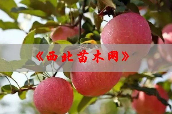 买果树苗哪家平台好